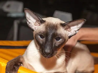 Slender seal point Siamese with large ears, paw resting on the edge of a yellow cushion