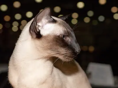 Seal point Siamese sitting side-on, looking right against blurred lights