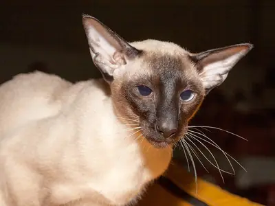 Seal point Siamese with tall ears, head lowered, looking at the camera