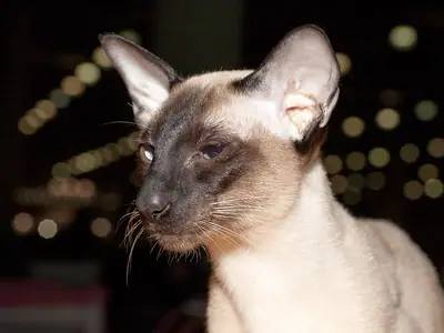 Seal point Siamese with a dark wedge-shaped face, sitting and looking to the side