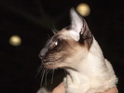 Seal point Siamese in left profile against a dark background