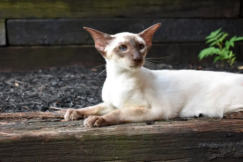Chocolate point Siamese lying on a wooden beam in a garden, looking to the side