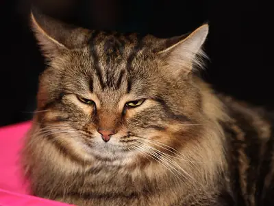 Thick-coated brown tabby Siberian lying on a pink cushion with half-closed eyes