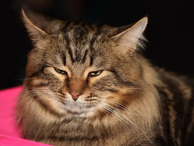 Thick-coated brown tabby Siberian lying on a pink cushion with half-closed eyes