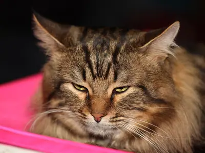 Brown tabby Siberian resting against a pink cushion, watching intently