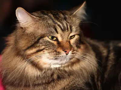 Long-haired brown tabby Siberian lying down with narrowed eyes