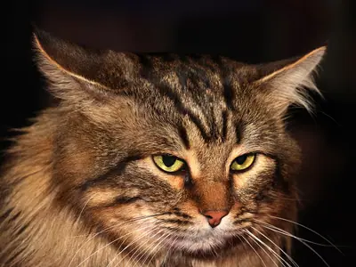 Close-up of a brown tabby Siberian with a ruffed face and yellow-green eyes