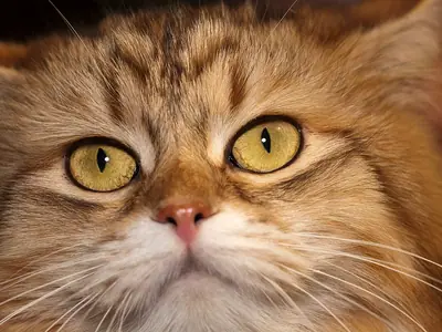 Close-up of a golden-brown tabby Siberian with big yellow-green eyes