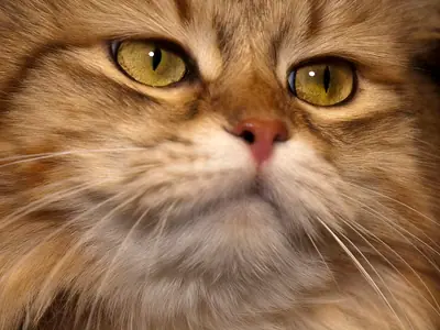 Golden-brown tabby Siberian glancing sideways, thick fur on its cheeks