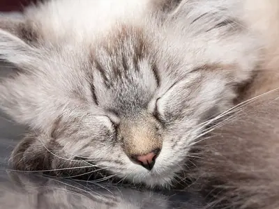 Long-haired cream-grey cat asleep with its eyes closed, faint dark markings on its face