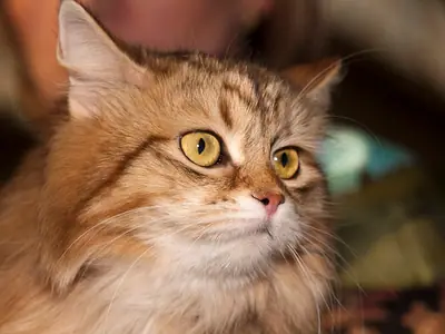 Golden-brown tabby Siberian looking up against a blurred background