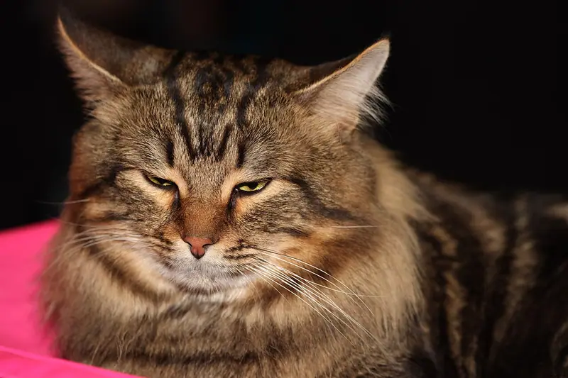 Thick-coated brown tabby Siberian lying on a pink cushion with half-closed eyes