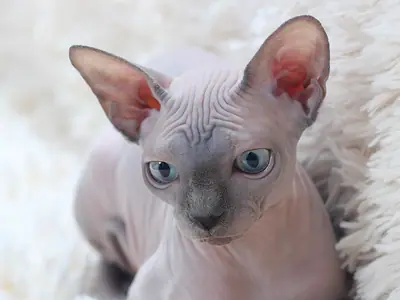 Hairless pinkish-grey Sphynx kitten with blue eyes lying on a white fluffy rug