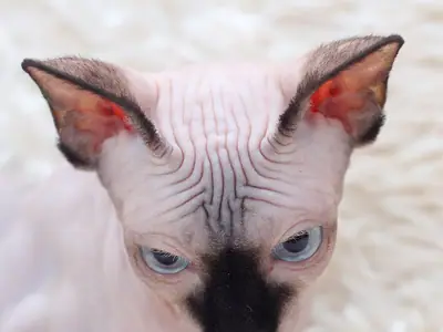 Close-up of a wrinkled Sphynx with a dark face, big ears and pale blue eyes