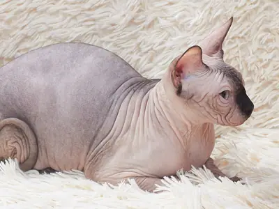 Adult Sphynx lying in profile on a white shaggy rug
