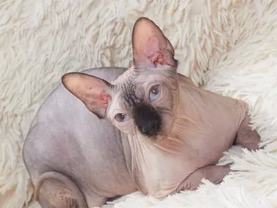 Grey-skinned Sphynx with a dark face curled up on a shaggy rug, looking at the camera