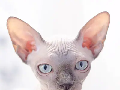 Sphynx with very large ears and pale blue eyes looking straight ahead on a white background