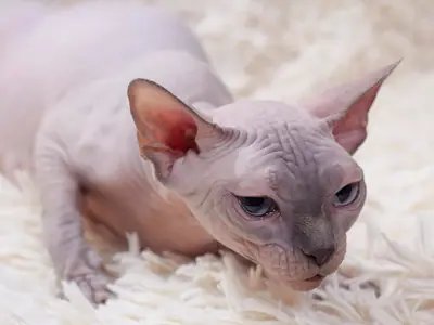 Pinkish-grey Sphynx lying low on a white shaggy rug with eyes half closed