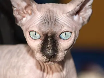 Sphynx kitten with a dark face and pale blue eyes staring at the camera