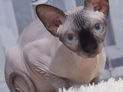 Sphynx with darker face and ears sitting by a curtain, blue eyes on the camera