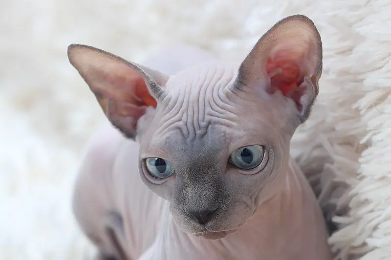 Hairless pinkish-grey Sphynx kitten with blue eyes lying on a white fluffy rug