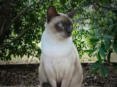 Pointed Tonkinese with blue eyes sitting in front of green shrubs