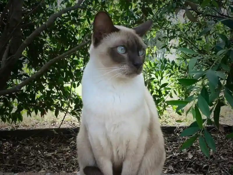 Pointed Tonkinese with blue eyes sitting in front of green shrubs