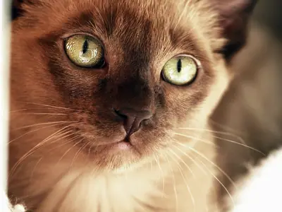 Close-up of a brown Tonkinese with a dark mask and yellow-green eyes
