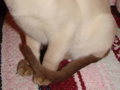 Cream Tonkinese kitten with brown points and blue eyes sitting on a rug