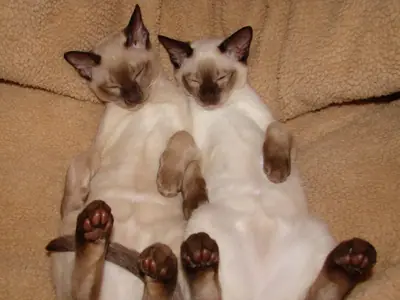 Two brown-pointed Tonkinese cats asleep belly-up in an armchair