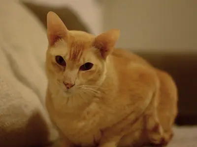 Red Tonkinese crouching with half-closed eyes against a soft background
