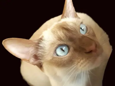 Cinnamon mink Tonkinese looking up with pale blue-green eyes
