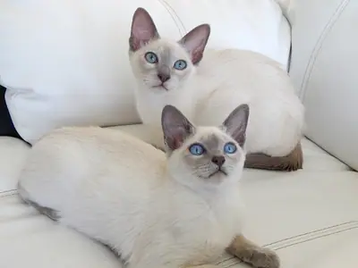 Two lilac Tonkinese kittens with blue eyes on a white sofa