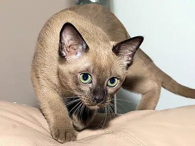 Brown Tonkinese with green eyes stalking low to the ground