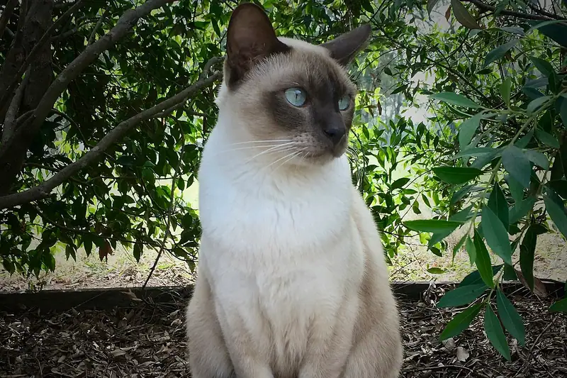 Pointed Tonkinese with blue eyes sitting in front of green shrubs