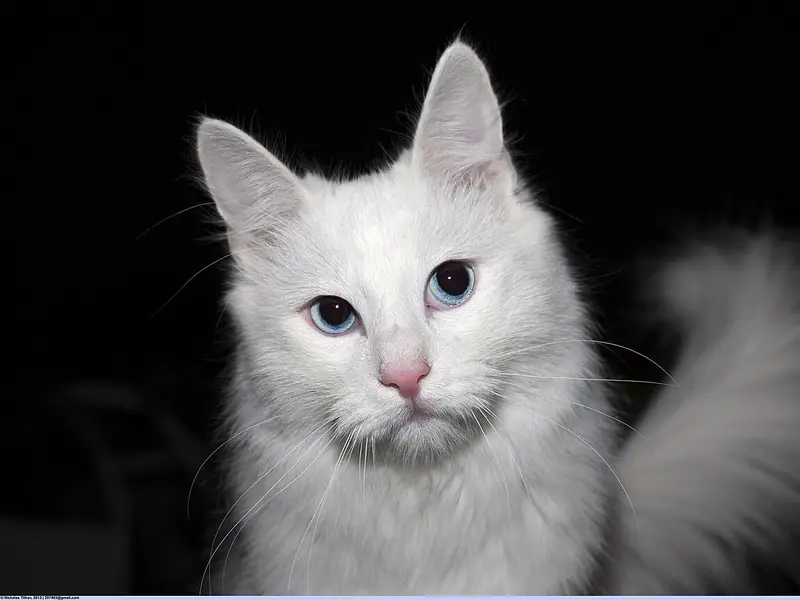 Snow-white Turkish Angora with blue eyes and a plumed tail on a black backdrop