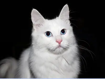 White Turkish Angora crouching, blue eyes looking straight ahead