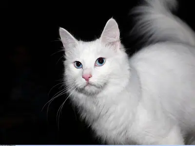 White Turkish Angora standing with its fluffy tail raised behind it