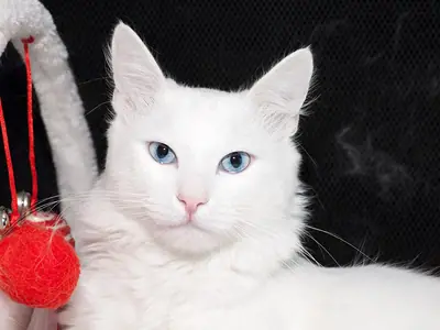 White blue-eyed Turkish Angora beside a red pom-pom toy