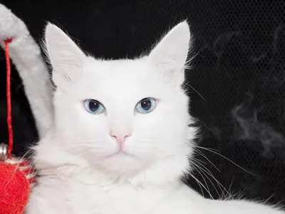 White Turkish Angora facing forward, a red pom-pom hanging at left
