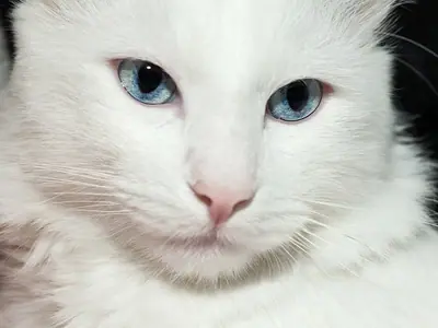 Close-up of a white Turkish Angora with pale blue eyes and a pink nose