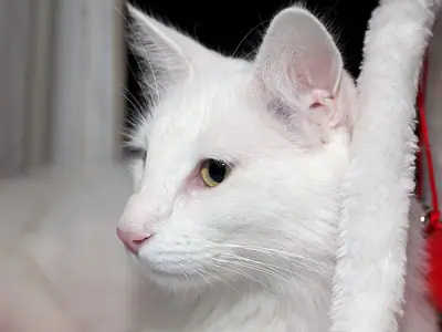 White Turkish Angora with a yellow eye seen in left profile