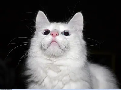 White Turkish Angora tilting its head up against a black background