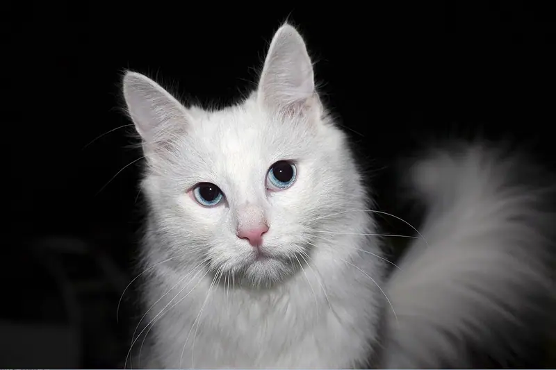 Snow-white Turkish Angora with blue eyes and a plumed tail on a black backdrop