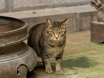 Brown tabby Vietnamese domestic cat standing beside a bronze urn in a Hanoi temple courtyard