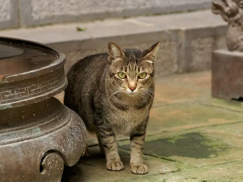 Brown tabby Vietnamese domestic cat standing beside a bronze urn in a Hanoi temple courtyard