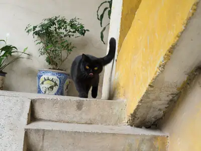 Black Vietnamese domestic cat on concrete steps by potted plants and a yellow wall in Hanoi