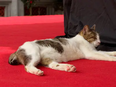 White-and-tabby Vietnamese domestic cat stretched out asleep on a red carpet in Ngoc Son Temple