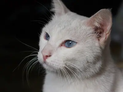 Close-up of a white, pale-blue-eyed Vietnamese domestic cat against a dark background in Hanoi