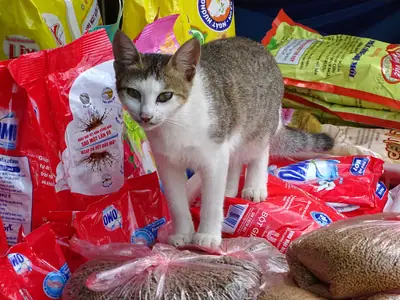 Tabby-and-white Vietnamese domestic cat standing on sacks of goods in a shop in Bac Ha, Lao Cai